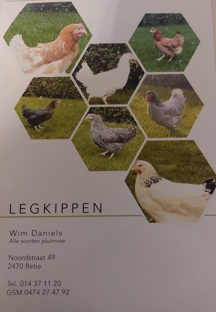 Legkippen te koop, Kip
