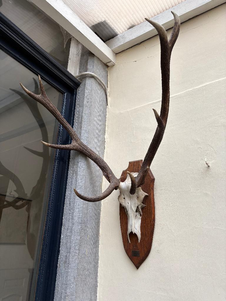 trophée de chasse, Antiquités & Art, Enlèvement