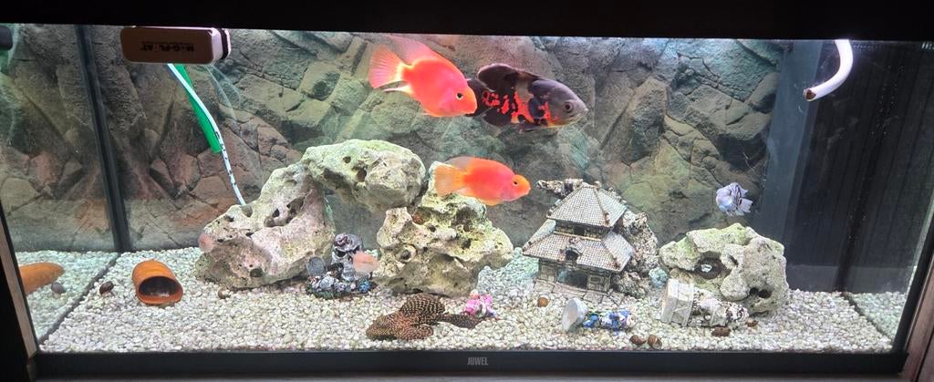 Aquarium jewel rio 240, Dieren en Toebehoren, Ophalen