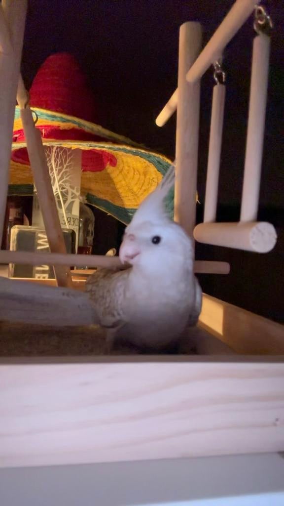 Tam valkparkiet + toebehorende, Enlèvement