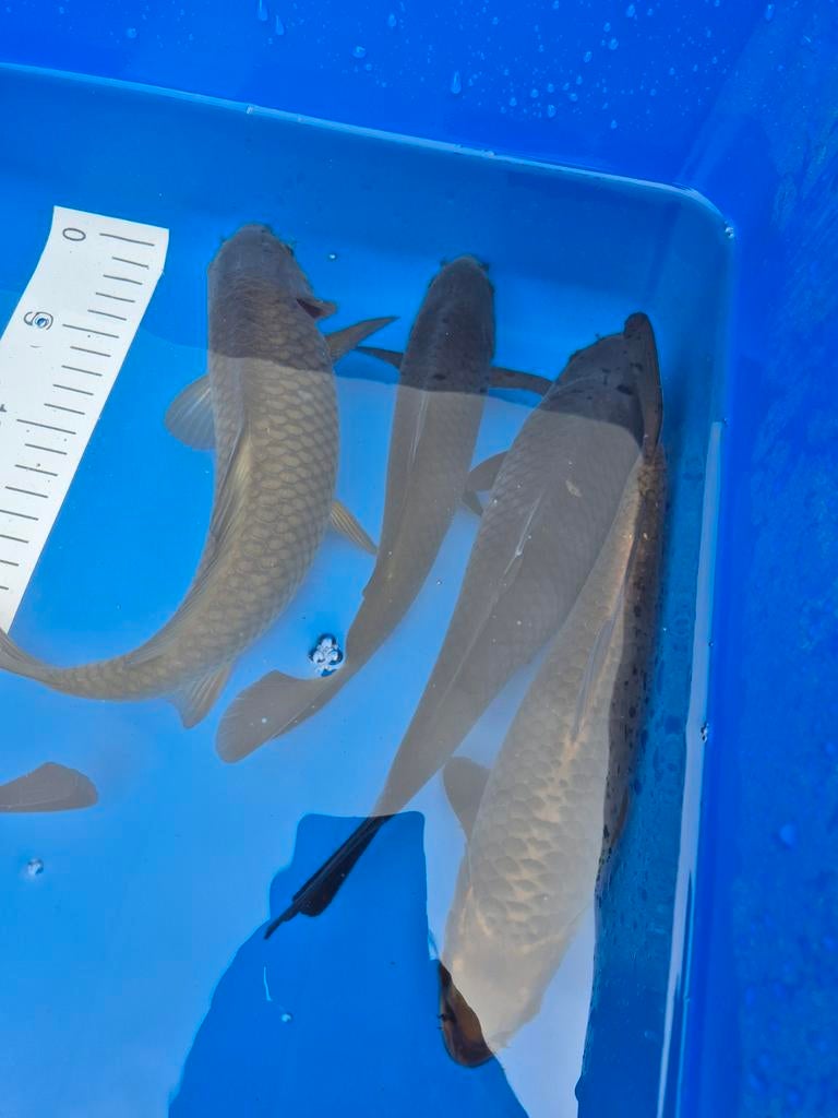 Japanse koi chagoi/ soragoi, Dieren en Toebehoren