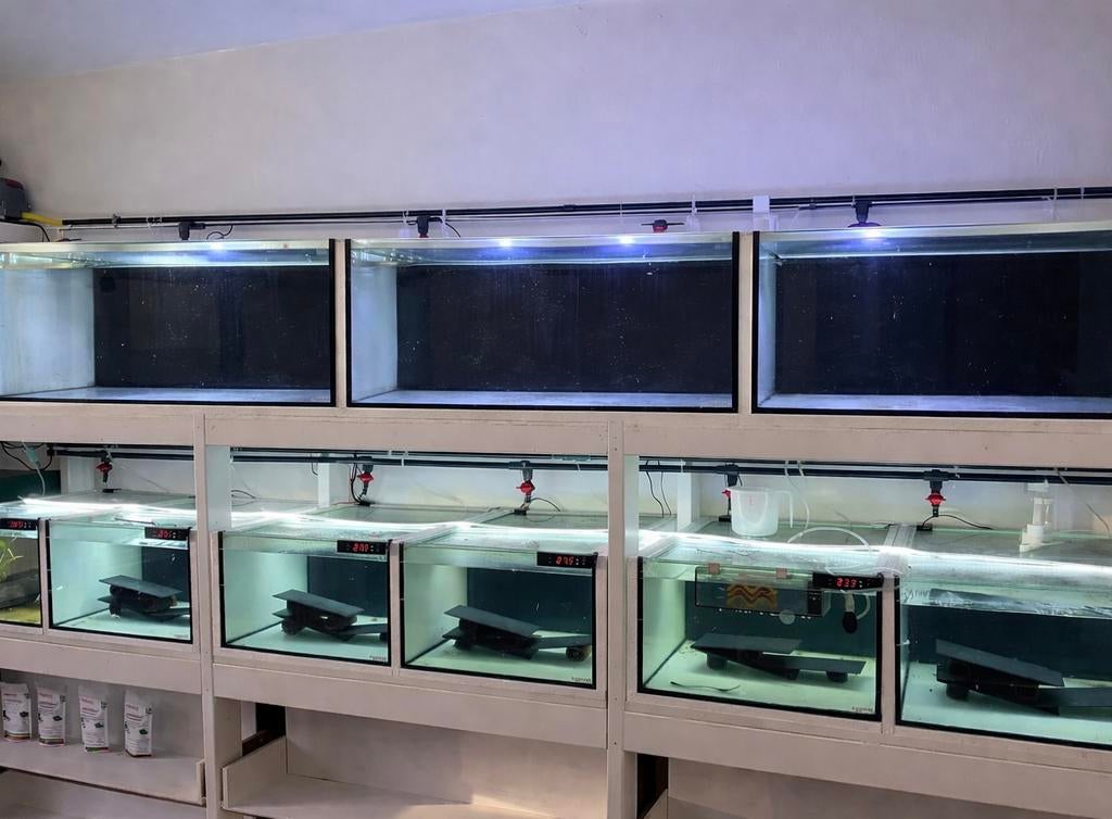 Fishroom rack avec aquarium élevage 9 aquariums, Animaux & Accessoires, Poissons | Aquariums & Accessoires, Comme neuf, Enlèvement