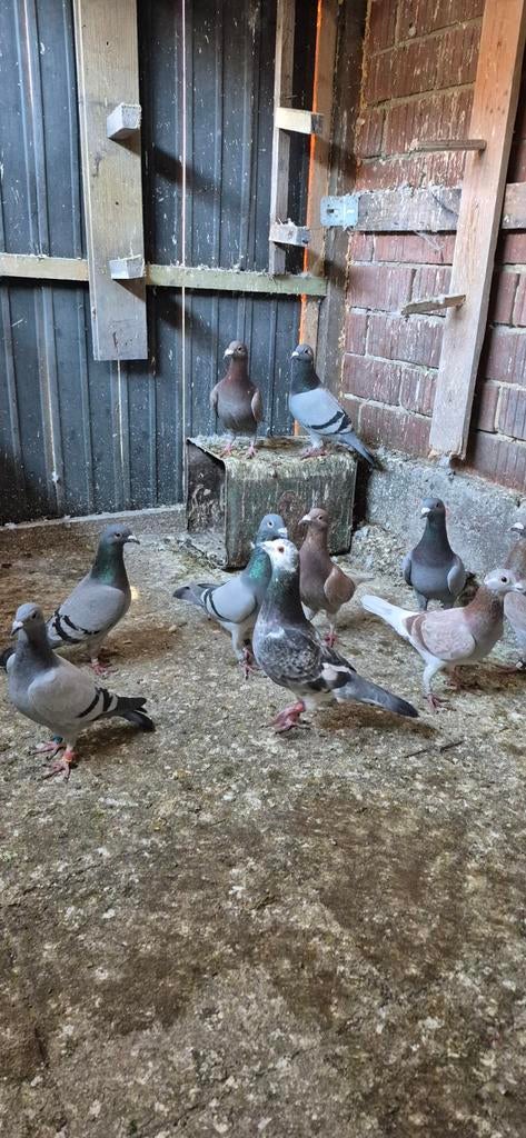 Duiven te koop, Dieren en Toebehoren, Vogels | Duiven