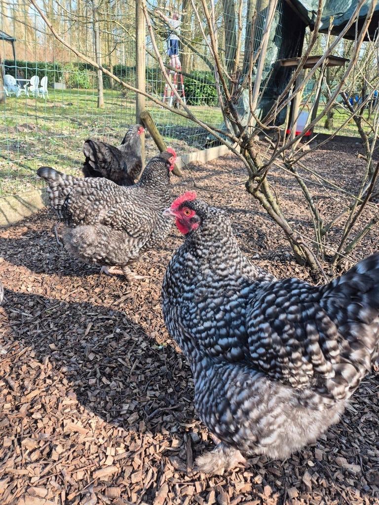Œufs d'incubation de poules coucous de Malines : une travers, Animaux & Accessoires, Volatiles, Poule ou poulet, Sexe inconnu