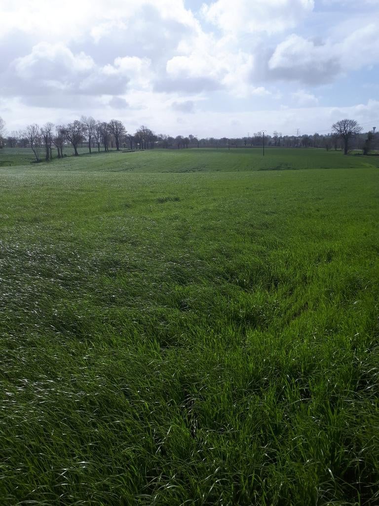 Landbouwgrond te koop, Immo