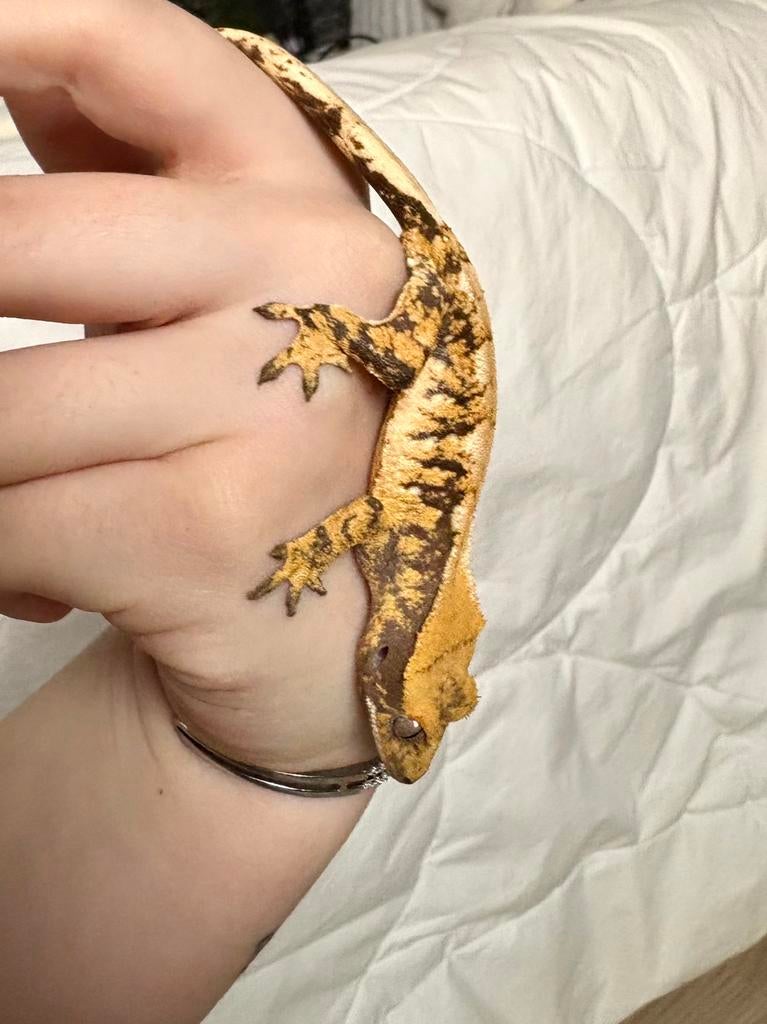 Cils gekko Extreme Harlequin 1.0 pour homme, Animaux & Accessoires