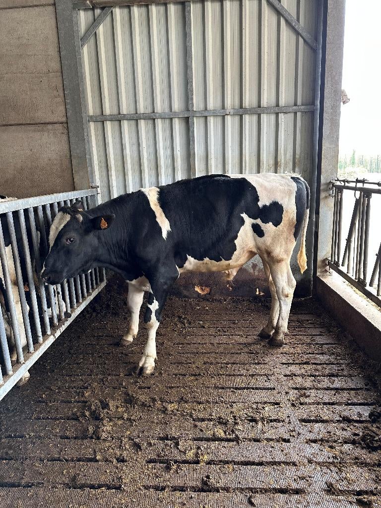 Dekbüll, Mâle, 0 à 2 ans