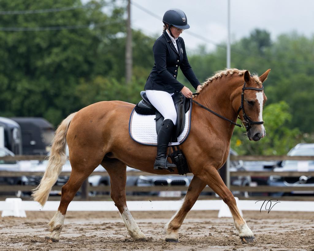 Verzorgpaarden/halve stal aangeboden, Jument
