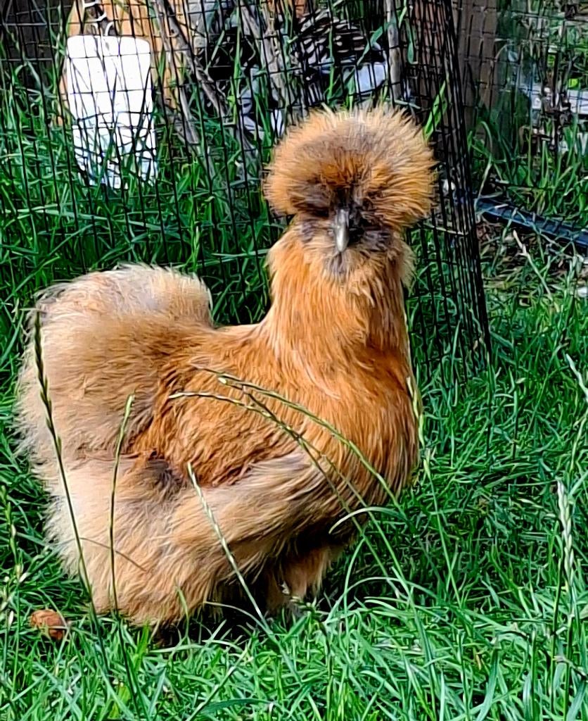 USA Zijdehoender haantje(s), Dieren en Toebehoren, Mannelijk, Kip