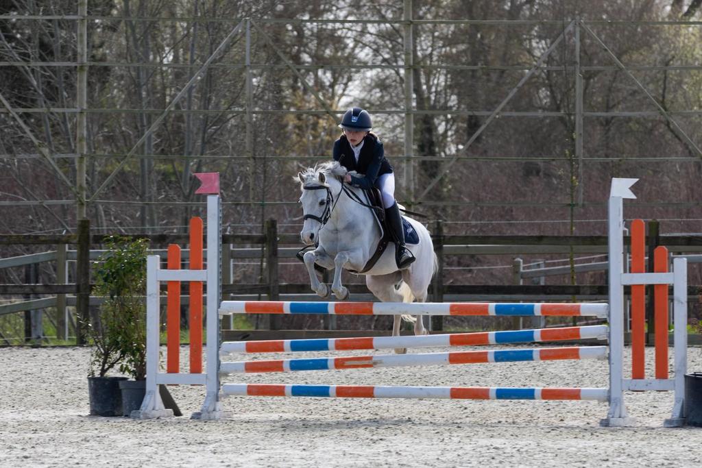 Prachtige springpony / c pony, Met stamboom, Ruin, M, Springpony