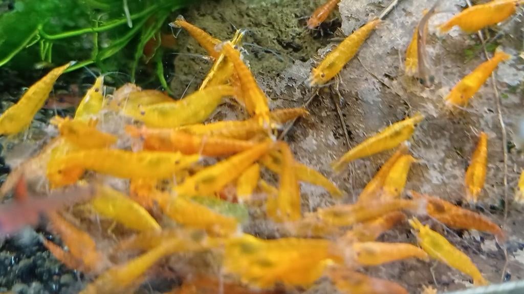 Hobbyaquarium Orange Sun garnalen 1ste paasdag 12/17uur, Vis, Zoetwatervis, Schoolvis