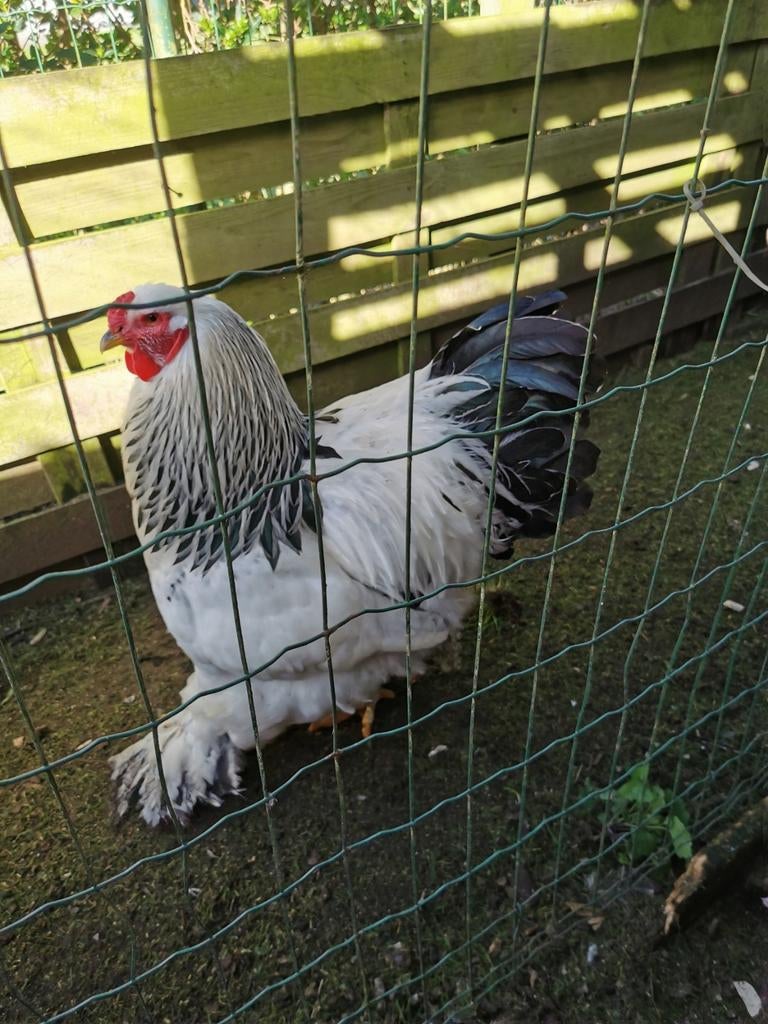 Brahma haan, Colombia ras, Dieren en Toebehoren, Pluimvee