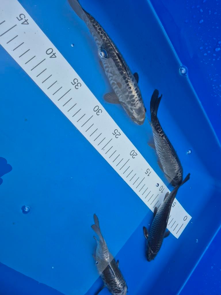 Japanse koi aragoke ginrin matsuba, Dieren en Toebehoren