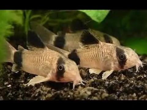Panda corydoras, Animaux & Accessoires
