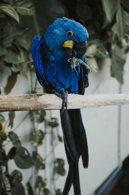 Hyacint ara pop tam, Dieren en Toebehoren, Vogels | Parkieten en Papegaaien, Tam