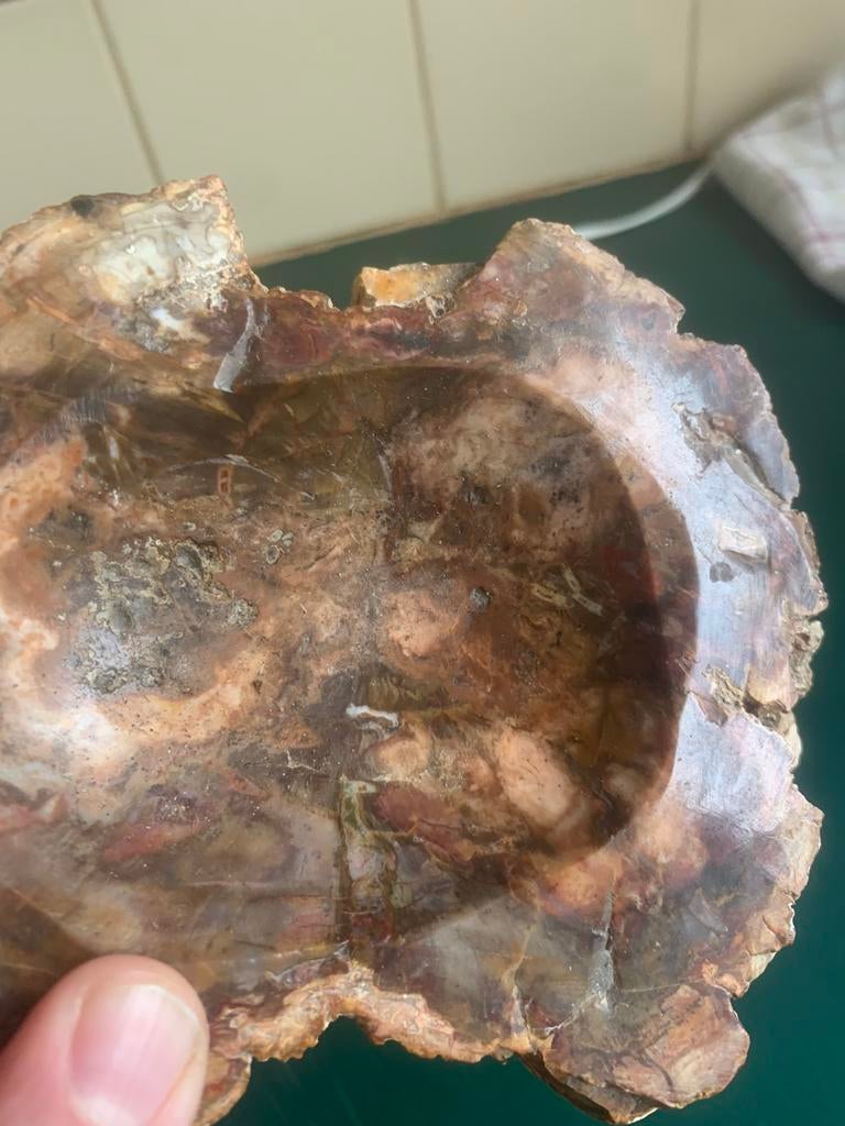 Asbak van versteend hout, Verzamelen, Mineralen en Fossielen, Ophalen of Verzenden