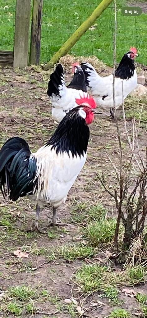 Poussins de Lakenvelder, Animaux & Accessoires, Sexe inconnu, Poule ou poulet