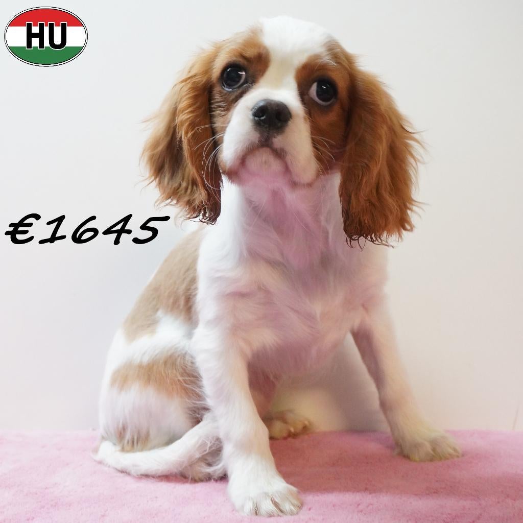 Cavalier King Charles, chiots à vendre, 15 semaines à 1 an, Hépatite contagieuse (maladie de Rubarth), Autres races, Plusieurs animaux