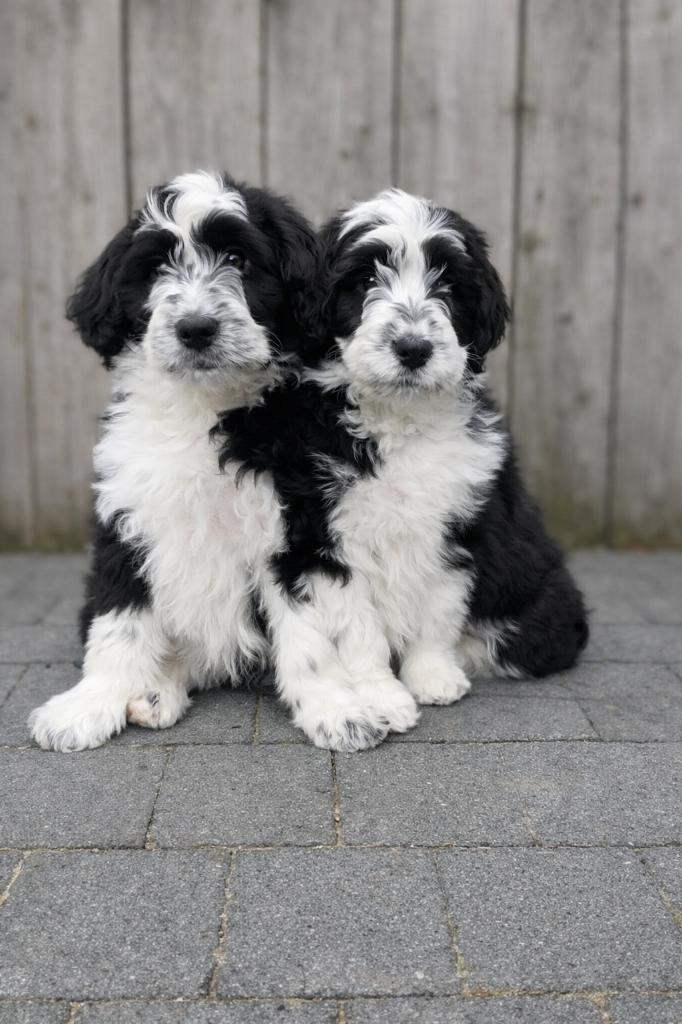 Knappe Aussiedoodle pups (Australische herder x poedel), Parvo, België, 8 tot 15 weken, Meerdere