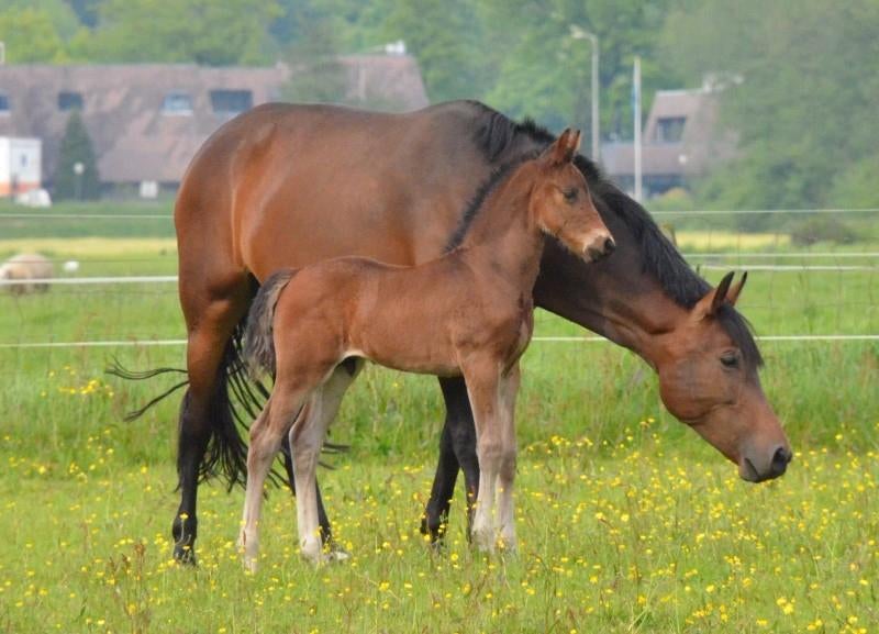 Gezocht: Fokmerrie, Dieren en Toebehoren, Merrie