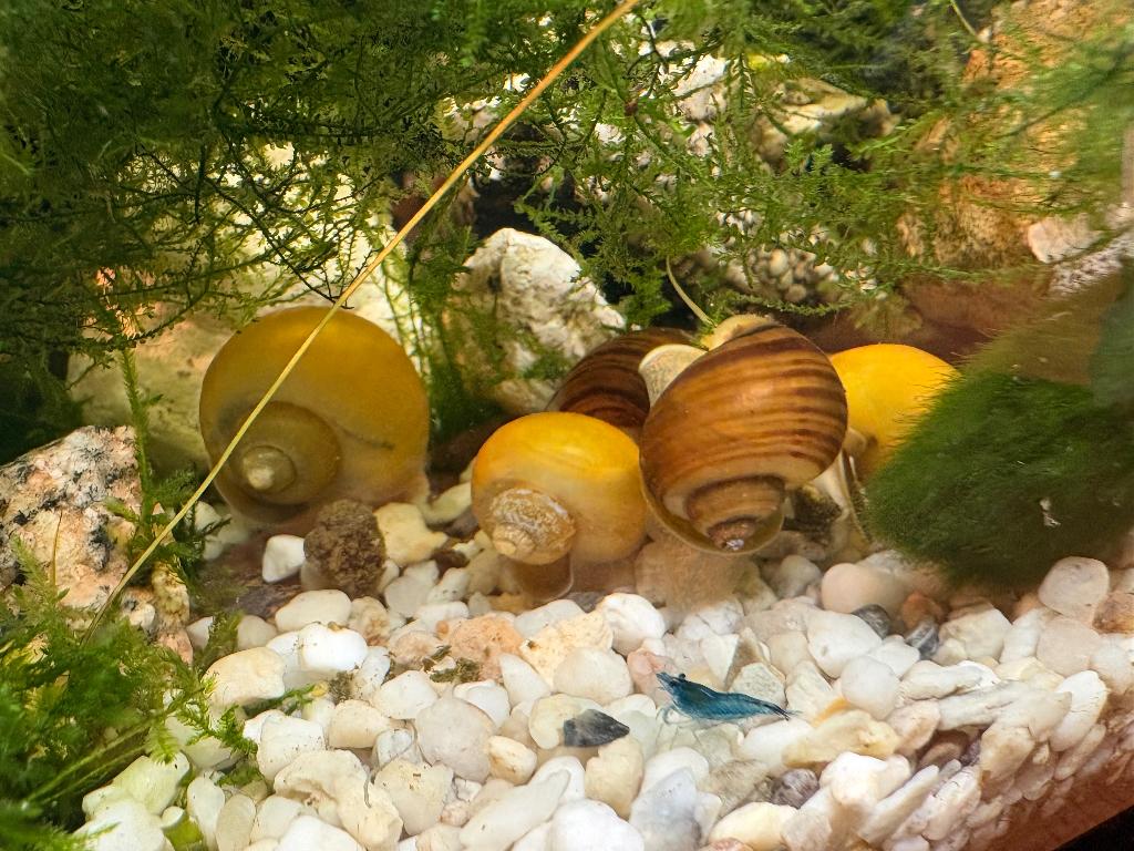 Appelslakken (als voer), Dieren en Toebehoren, Vissen | Aquaria en Toebehoren, Nieuw, Overige typen, Inclusief toebehoren, Ophalen