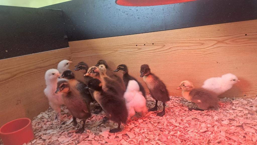 Indische loopeend kuikens, Geslacht onbekend, Eend