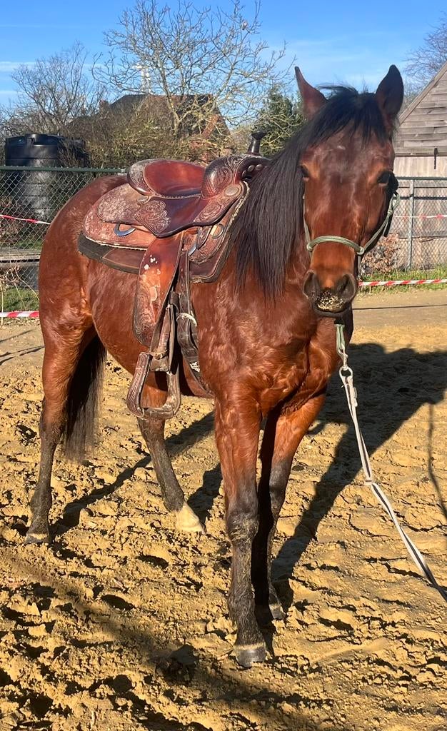 Quarter ruin, Dieren en Toebehoren, Paarden, Ruin, Zadelmak, Minder dan 160 cm, 0 tot 2 jaar, Westernpaard