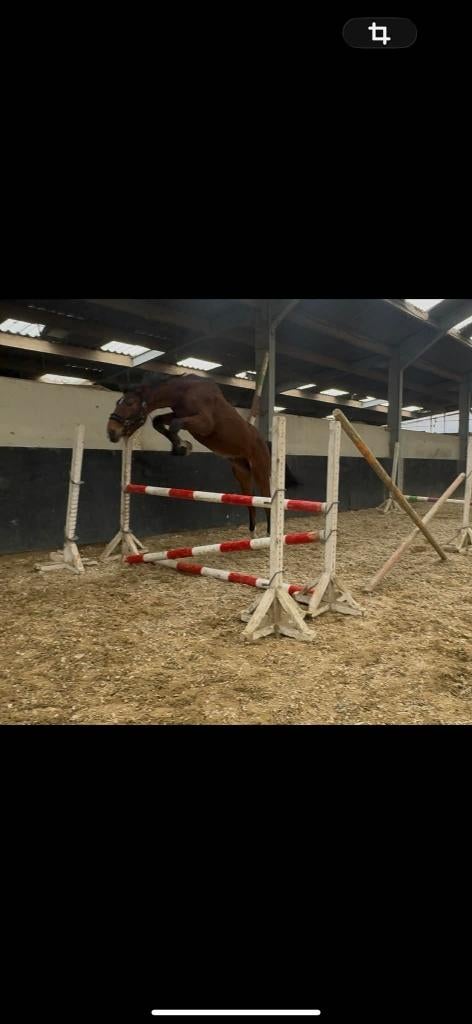 Chevaux de sport, Animaux & Accessoires, Chevaux, Étalon, Z