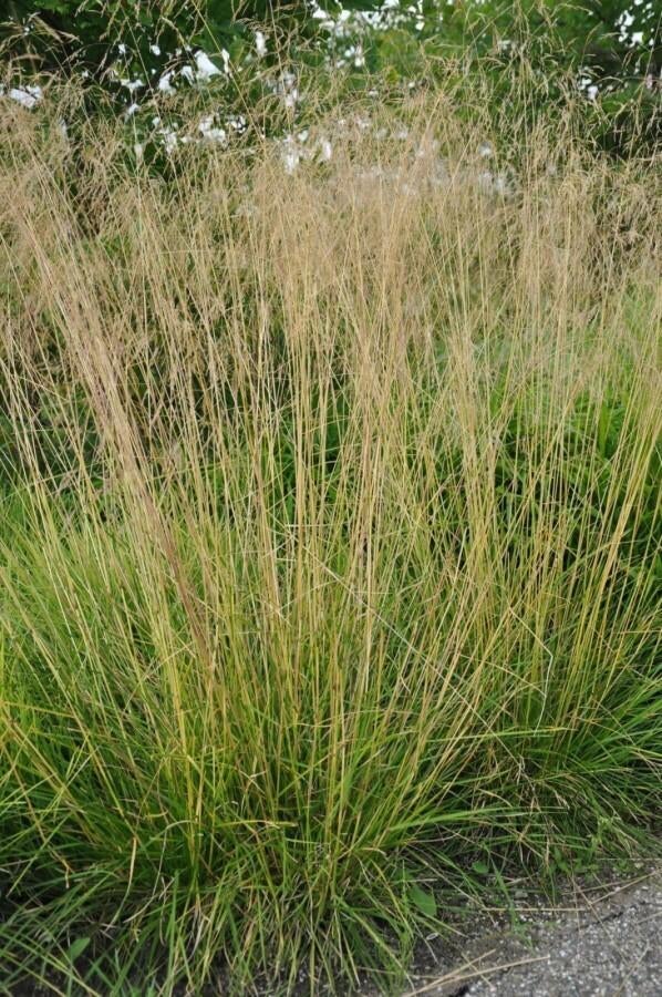Deschampsia cespitosa, Ophalen