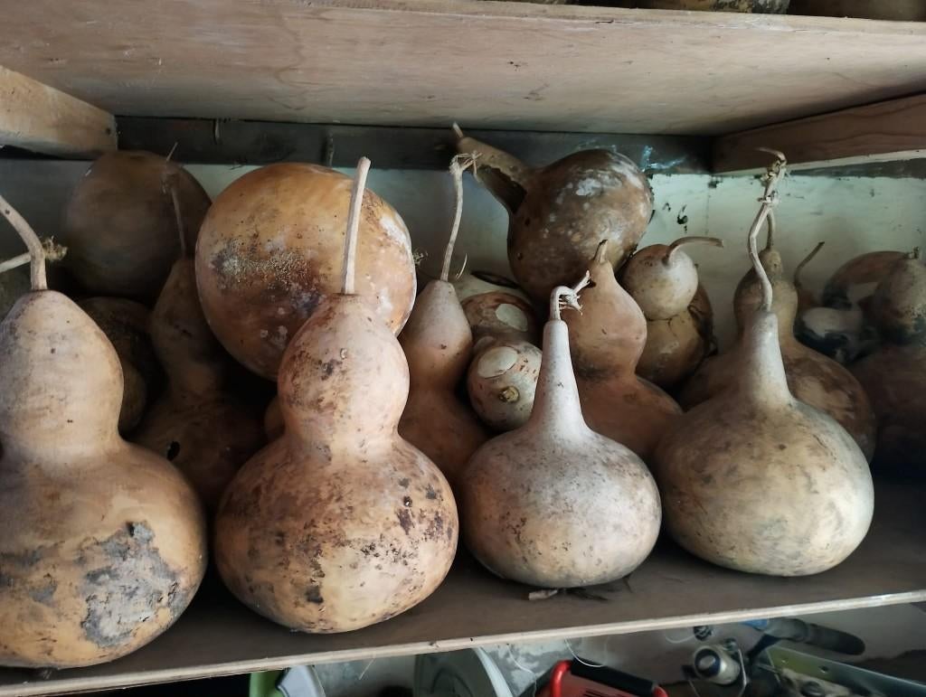 gedroogde kalebassen, Ophalen