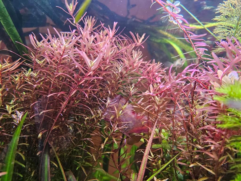 Rotala rose, Animaux & Accessoires, Enlèvement, Comme neuf, Plante(s), Pierre ou Bois