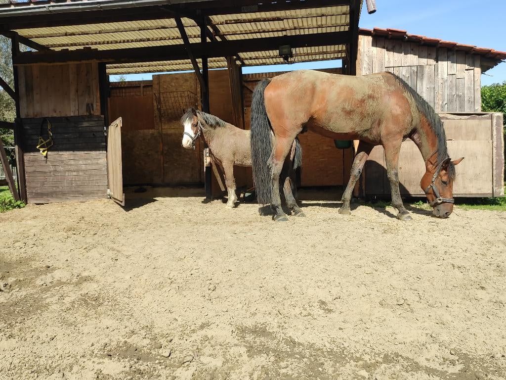 stalling/ weide paarden