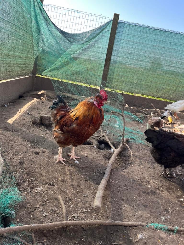 Krielhaan lente 2025, Dieren en Toebehoren, Pluimvee