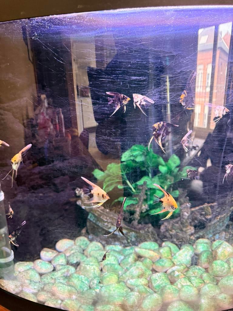 Jeune scalaire, Animaux & Accessoires, Poissons | Aquariums & Accessoires, Enlèvement ou Envoi, Comme neuf