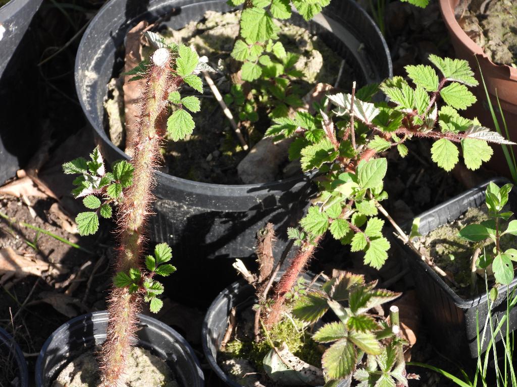 Jonge plantjes Japanse wijnbes (Rubus phoenicolasius), Ophalen, Volle zon, Vaste plant, Zomer