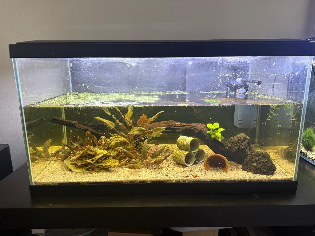 Aquarium 58l Ciano 60, Animaux & Accessoires, Enlèvement, Utilisé, Aquarium d'eau douce rempli