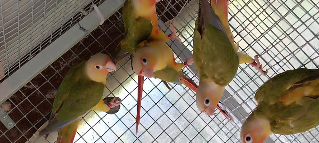 Conure, Animaux & Accessoires