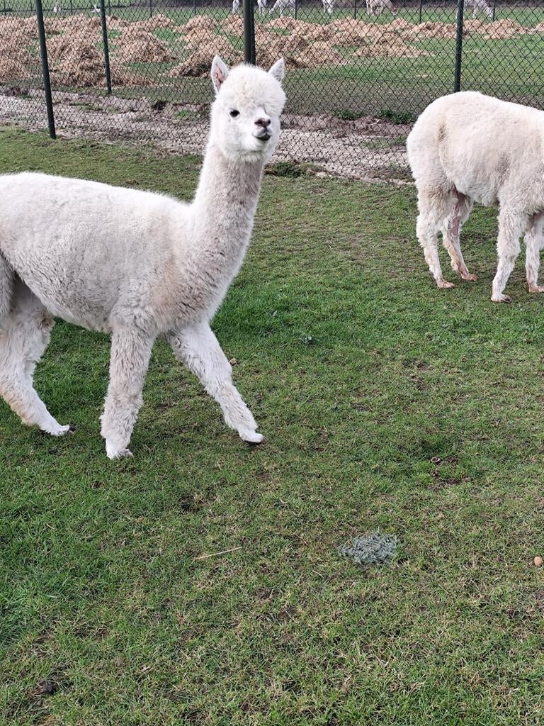 Witte alpaca merries te koop, Dieren en Toebehoren, Augustus, Vrouwelijk