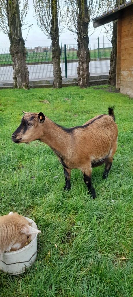 Dwerggeittje te koop, Dieren en Toebehoren, Schapen, Geiten en Varkens