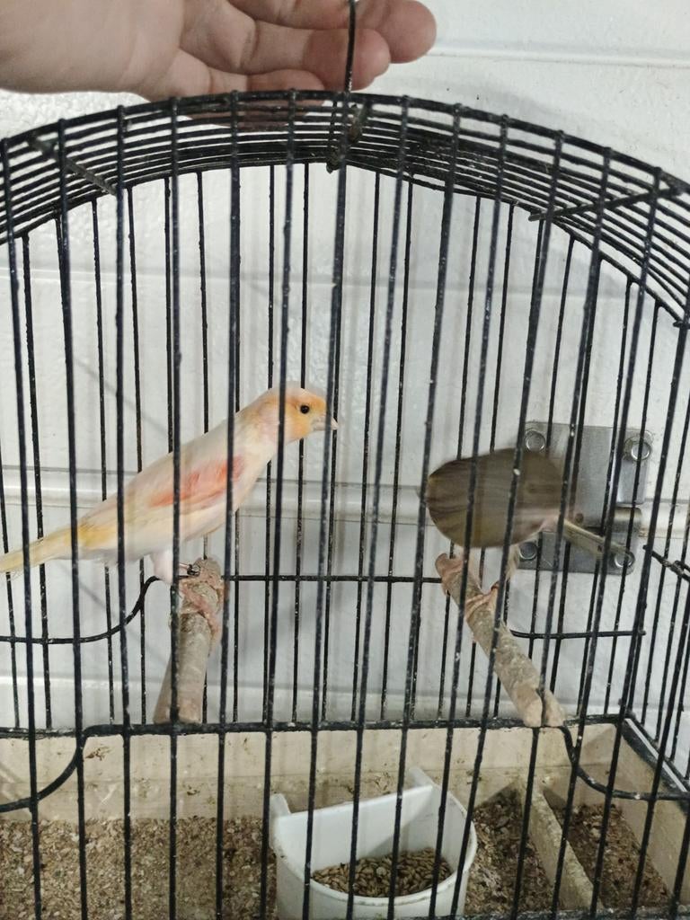 Koppel harlekijn, Dieren en Toebehoren, Vogels | Kanaries