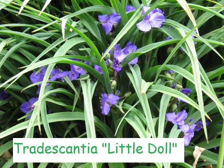 Tradescantia "Little Doll", Enlèvement, Été, Plante fixe, Plein soleil
