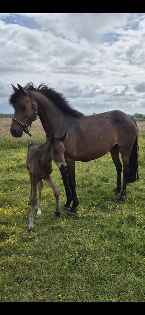 Fokmerrie, Dieren en Toebehoren, Paarden