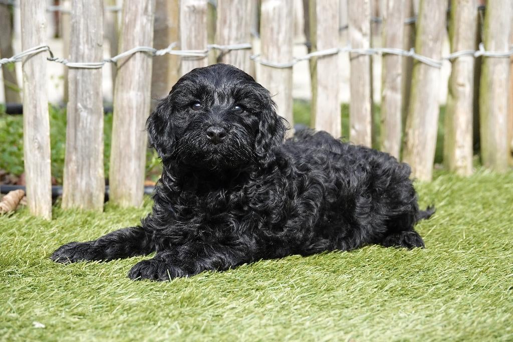 Prachtige Mini Labradoodle pups, met stamboom, Dieren en Toebehoren, Honden | Retrievers, Spaniëls en Waterhonden, Parvo, België