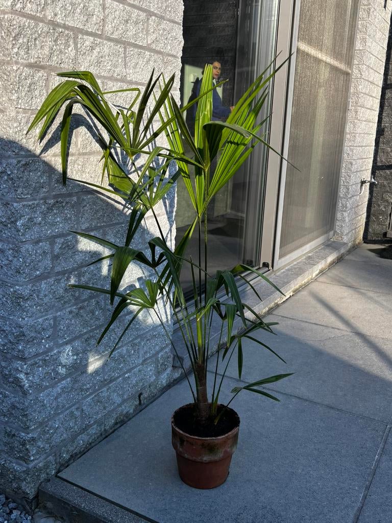 Palmbomen in terracotta pot, Enlèvement