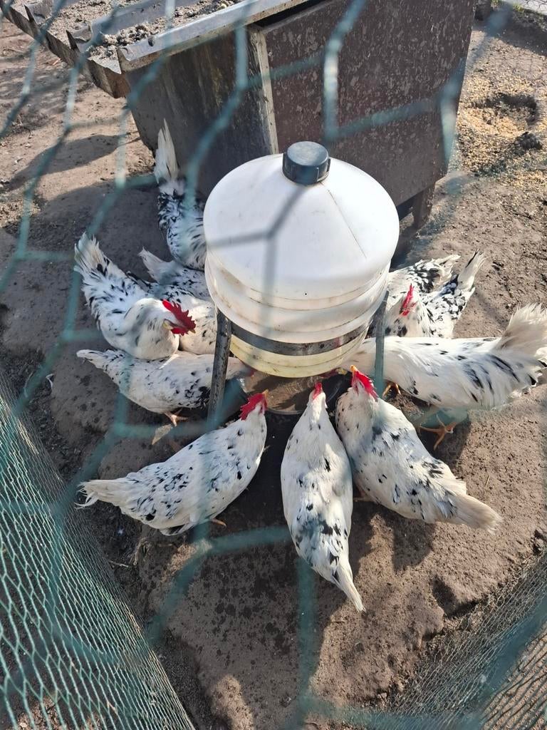 Leghorn exchequer haan bonte leghorn, Animaux & Accessoires