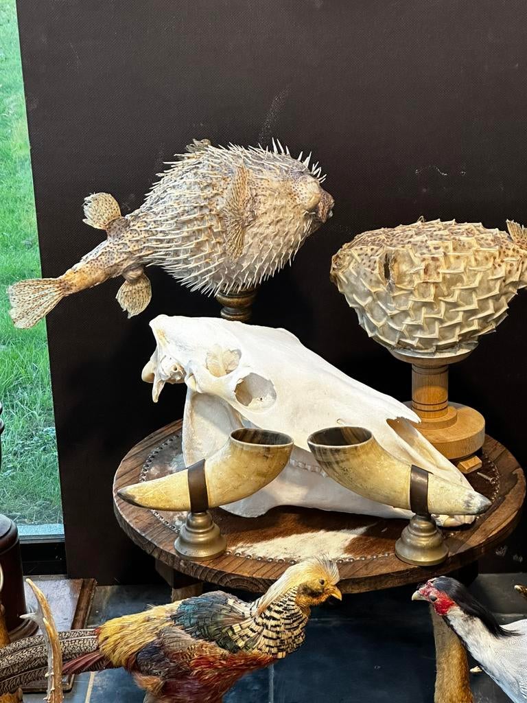 Jacht trofee te koop en meer, Ophalen