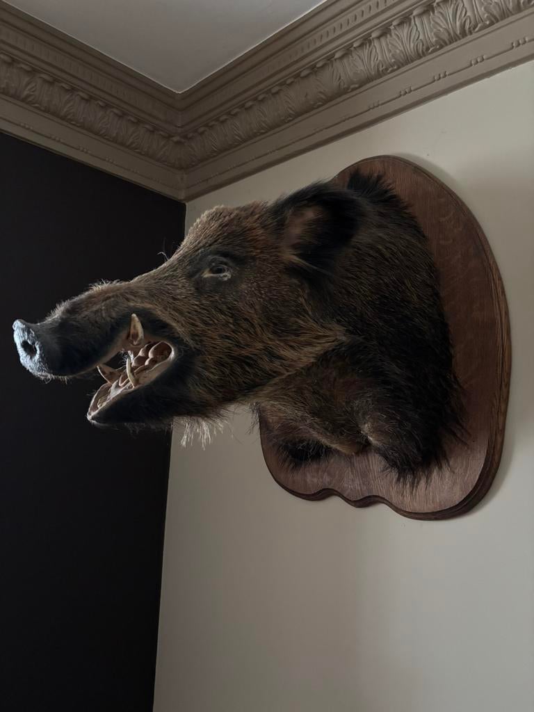 Tête de sanglier en peluche — trophée de chasse/taxidermie, Enlèvement, Comme neuf