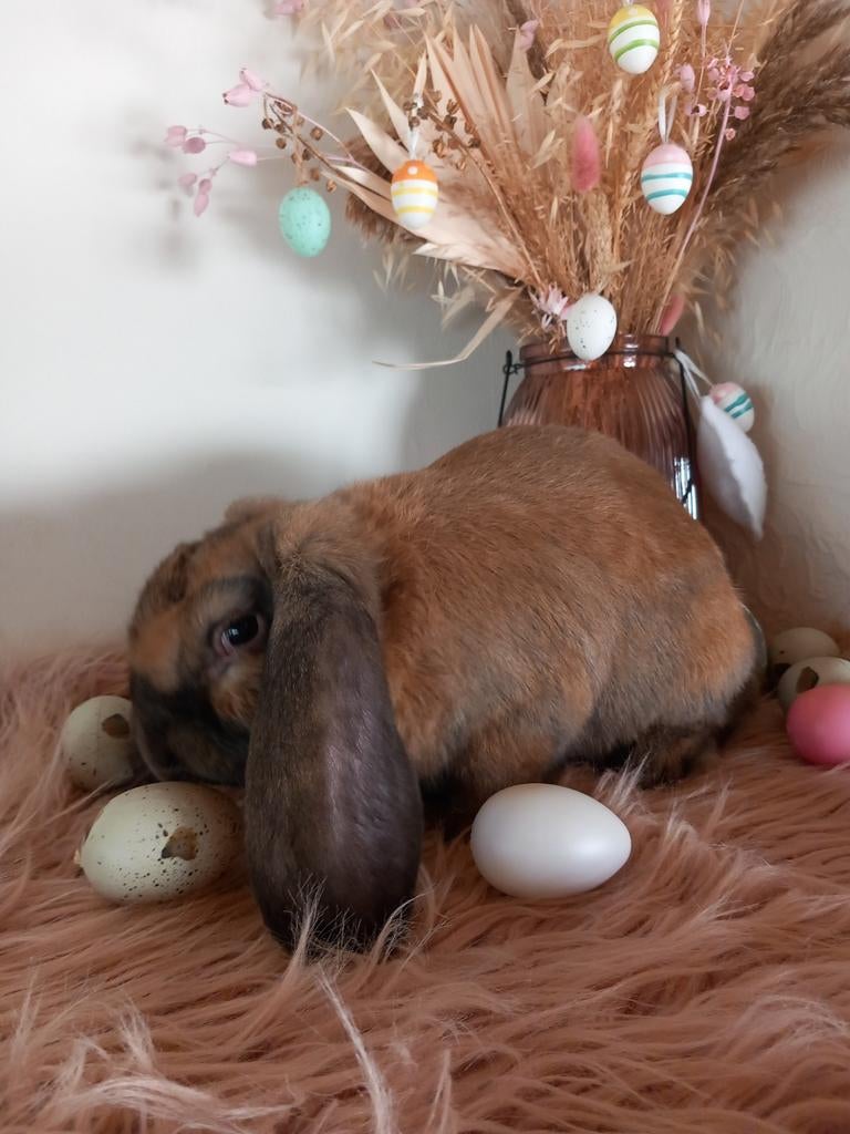 Franse hangoor, Mâle, Grand, Oreilles tombantes, 0 à 2 ans