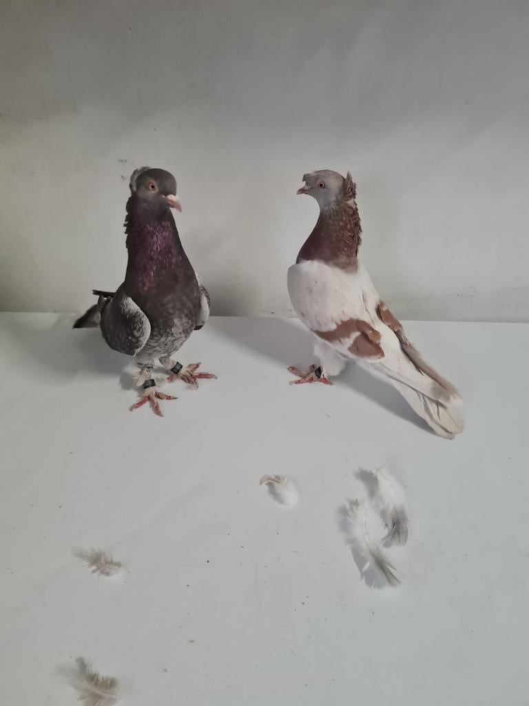 Takla duif per stuk 40 euro, Animaux & Accessoires, Plusieurs animaux, Tourterelle