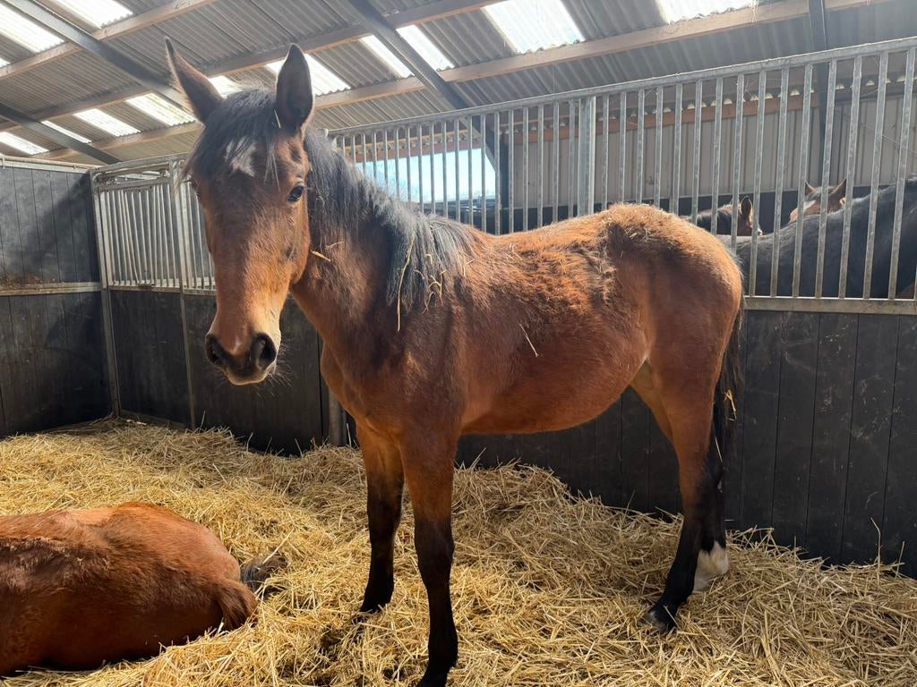 Jument d'un an à vendre, Animaux & Accessoires, 0 à 2 ans, Avec pedigree, Jument, Non dressé